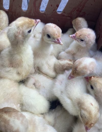 Agri Supply chicks for sale