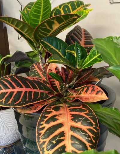 Agri Supply houseplants