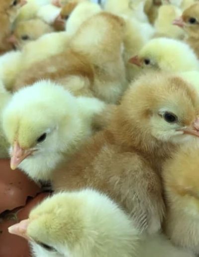 Agri Supply yellow chicks for sale